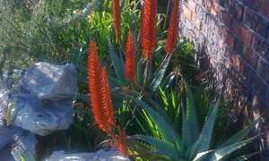 Dagboek: 21 Julie tot 27 Julie